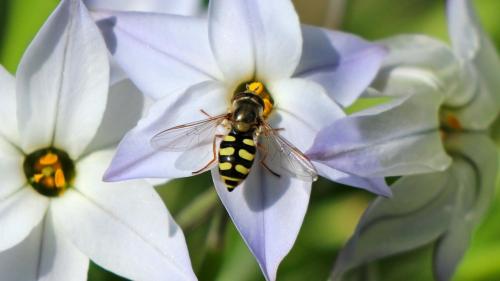 Eupeodes corollae
